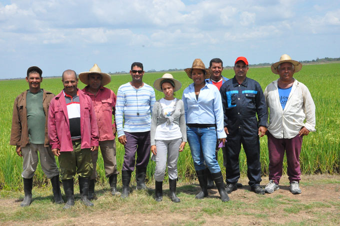 Reconocerán a mejores productores de arroz en Granma Reconocerán a mejores productores de arroz en Granma