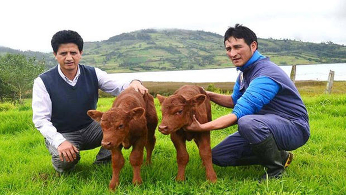 Nace el primer animal clonado en Perú Nace el primer animal clonado en Perú