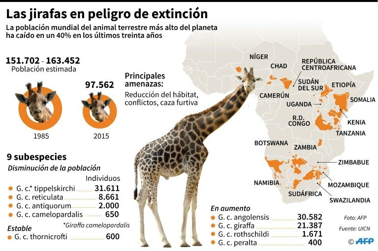Las jirafas están en peligro de extinción (+ infografía)