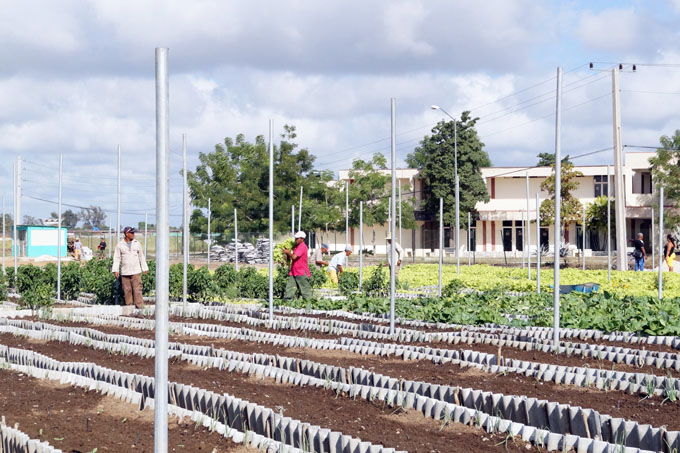 Consolida su producción organopónico Cinco Palmas, de Bayamo