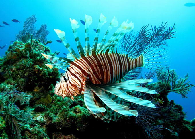 Especies invasoras marinas suscitan interés de científicos cubanos Especies invasoras marinas suscitan interés de científicos cubanos