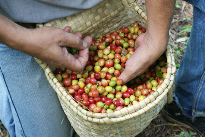 Mejoran calidad de cosechas de café en serranía de Granma Mejoran calidad de cosechas de café en serranía de Granma