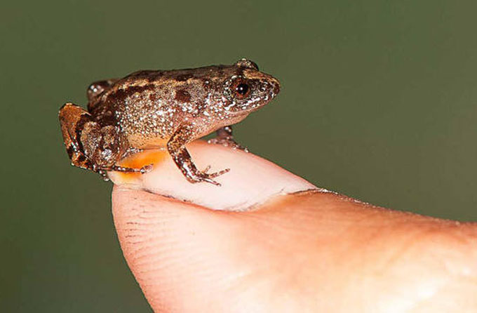Descubren en la India cuatro nuevas especies de rana Descubren en la India cuatro nuevas especies de rana