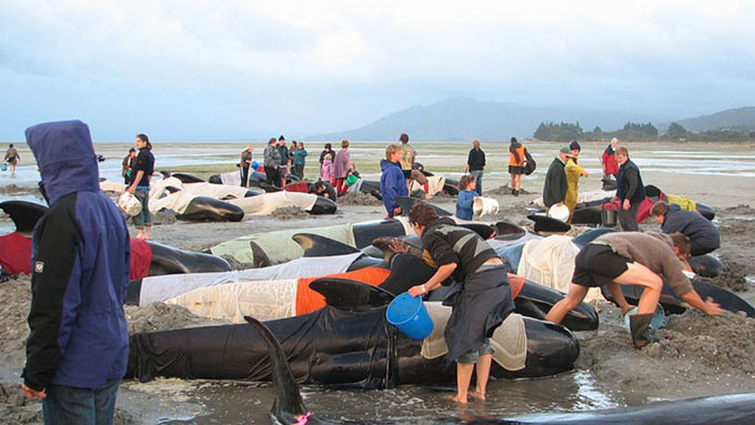 Rescatan ballenas varadas en playa de Nueva Zelanda