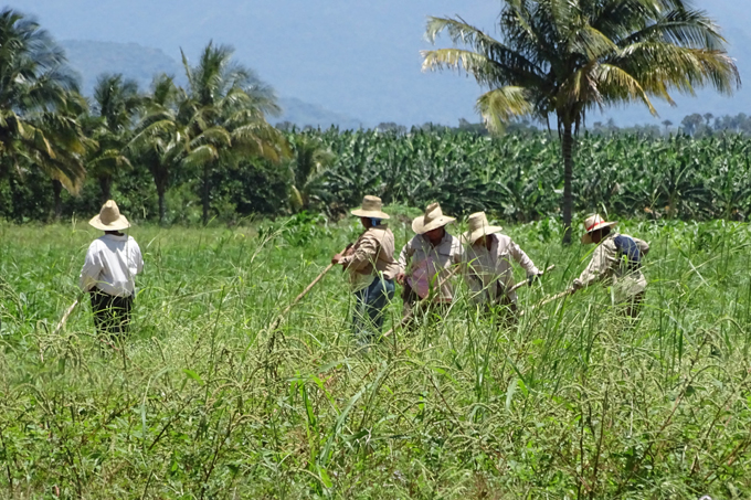 Campesinos cubanos ratifican compromiso impulsar producción agrícola