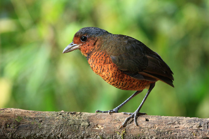 Ecuador entre los países con mayor diversidad de aves en el mundo