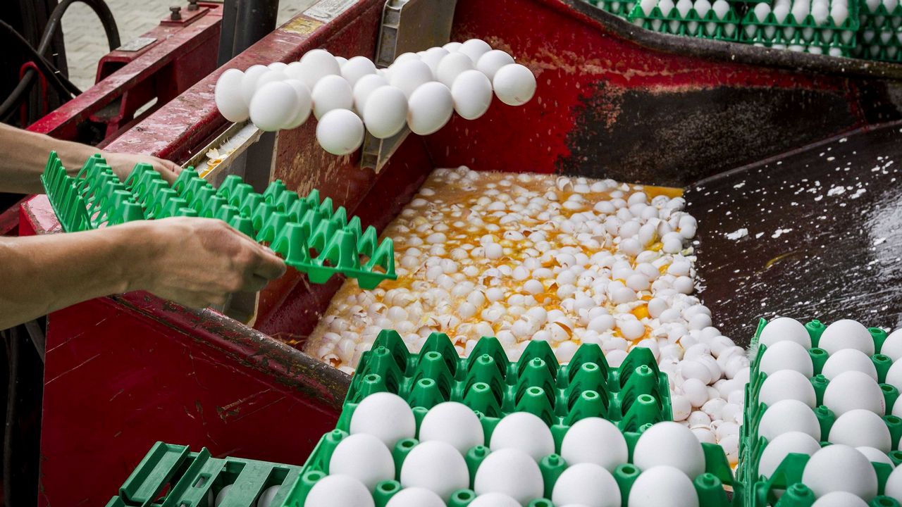 Ministro belga insiste en tema de los huevos contaminados