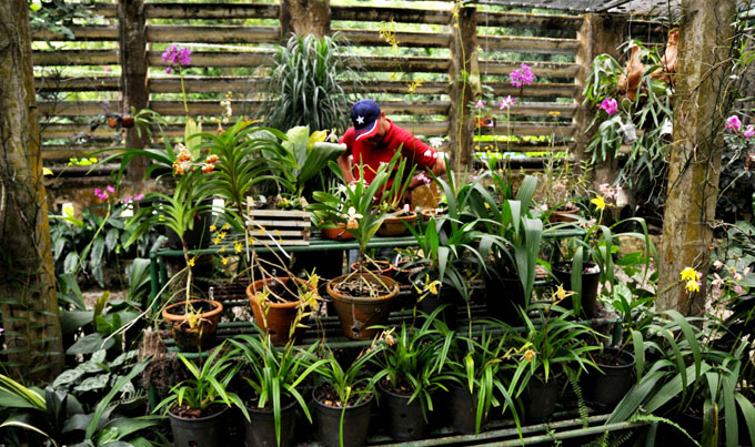 Jardín cubano atesora casi medio millar de orquídeas Jardín cubano atesora casi medio millar de orquídeas