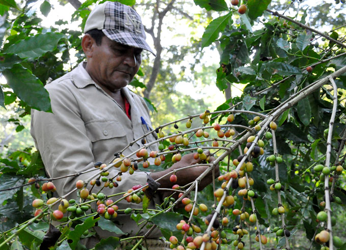 Aceleran cosechas agrícolas en Granma