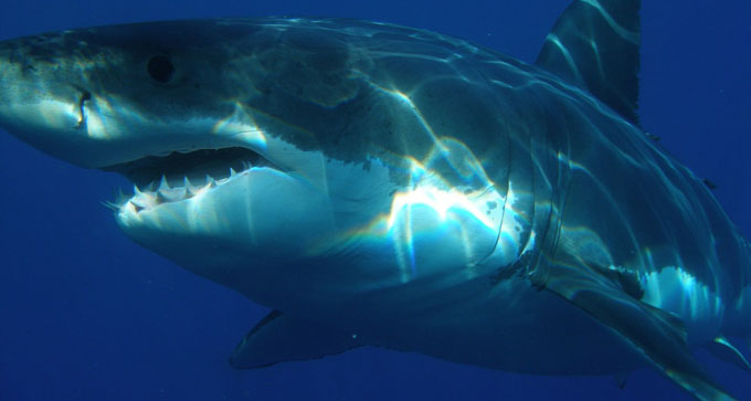 Estudio revela que tiburones y rayas viven más de lo estimado