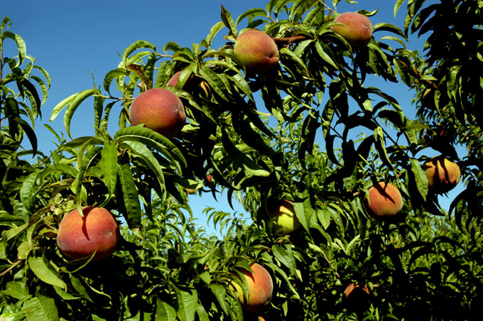 Proponen buenas prácticas del manejo agroecológico en Fruticultura Proponen buenas prácticas del manejo agroecológico en Fruticultura