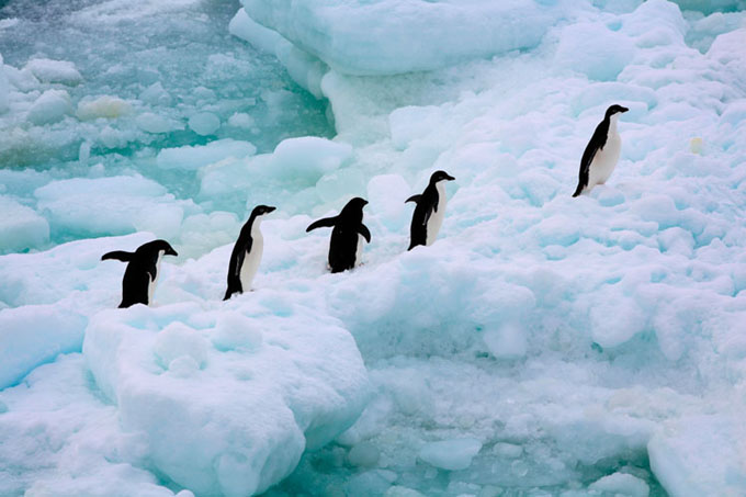 Alarma sobre mayor mortandad de pingüinos en Antártida chilena