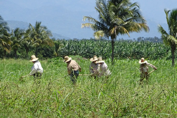 Campesinos van por más producción en Granma