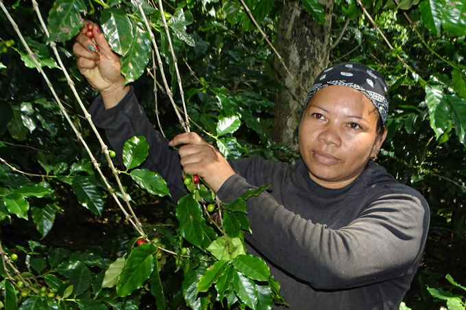 Café con aroma de serranía