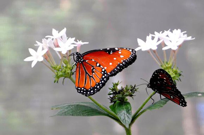 Provincia cubana tendrá su Mariposario en 2018 Provincia cubana tendrá su Mariposario en 2018