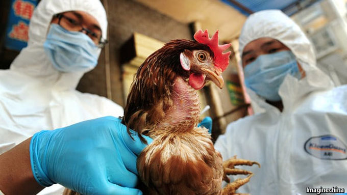 Detectan influenza aviar en granja de Corea del Sur