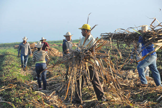 Cultivadores granmenses incrementarán siembra de caña Cultivadores granmenses incrementarán siembra de caña