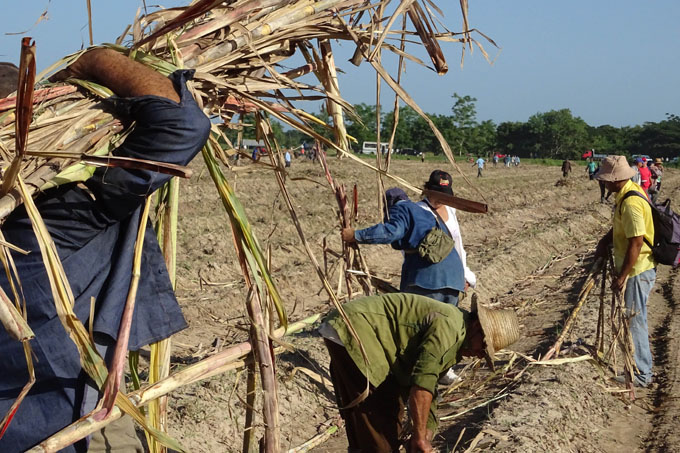 Sembrar mucha caña para producir más azúcar Sembrar mucha caña para producir más azúcar