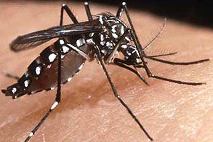 India cierra 2017 con alta cifra de dengue, malaria y chikungunya India cierra 2017 con alta cifra de dengue, malaria y chikungunya