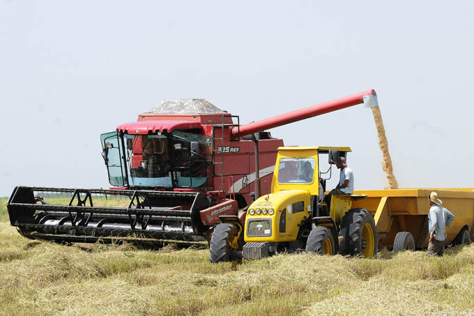Redoblan esfuerzos para aumentar cosecha de arroz Redoblan esfuerzos para aumentar cosecha de arroz