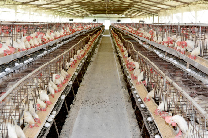 Garantizan abastecimiento de huevos de gallina Garantizan abastecimiento de huevos de gallina