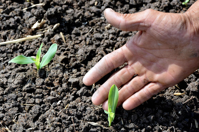 Expertos debaten en Cuba sobre agroecología y agricultura sostenible Expertos debaten en Cuba sobre agroecología y agricultura sostenible