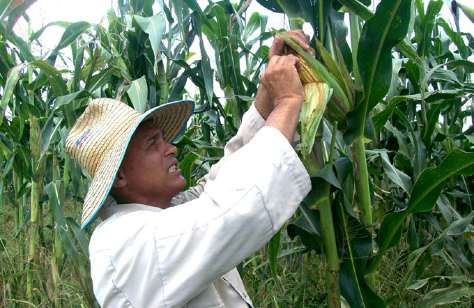 Plácido, un campesino que «no se rinde» Plácido, un campesino que «no se rinde»