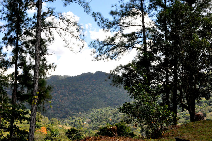 Recibe favorable impacto patrimonio forestal en Granma Recibe favorable impacto patrimonio forestal en Granma