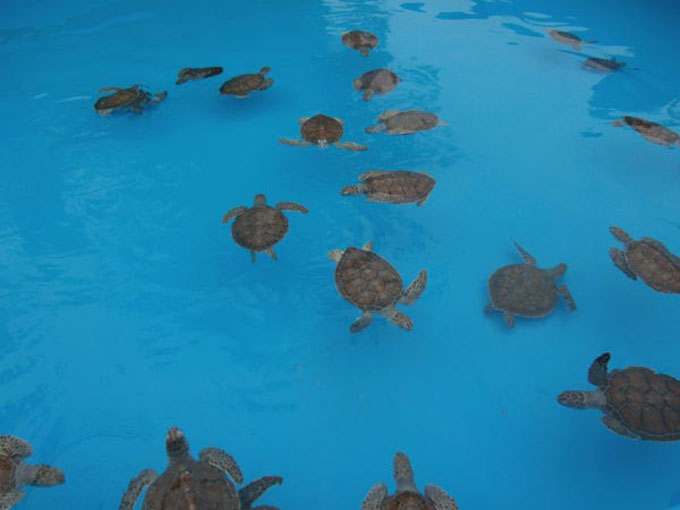 Tortugas mutantes en Cayo Largo del Sur (+ fotos y video) Tortugas mutantes en Cayo Largo del Sur (+ fotos y video)