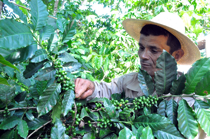 Inició cosecha cafetalera en Granma