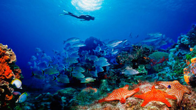 Arrecifes de coral en Cuba gozan de perfecta salud, asegura experta Arrecifes de coral en Cuba gozan de perfecta salud, asegura experta