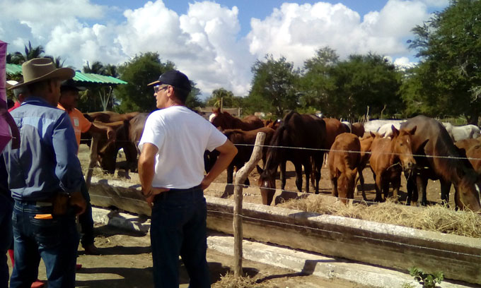 Avanza producción agropecuaria de Cauto Cristo