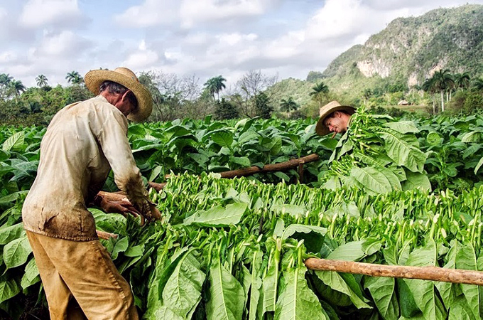 Cultivarán en Cuba tabaco Burley por primera vez Cultivarán en Cuba tabaco Burley por primera vez