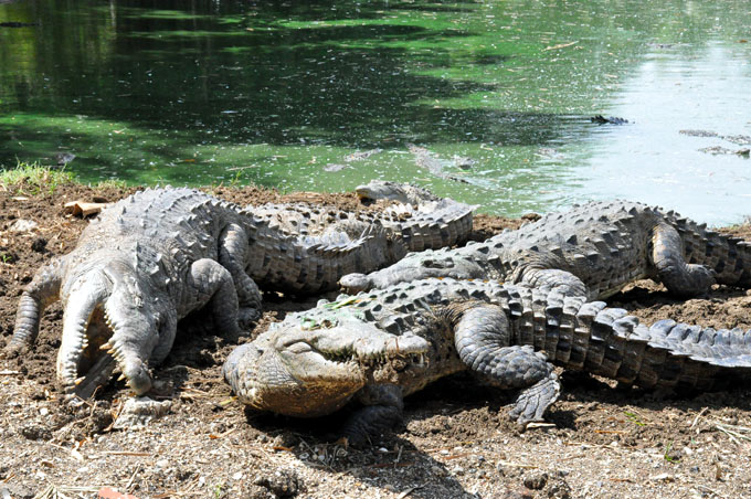 Destaca Zoocriadero de cocodrilos de Manzanillo entre los mejores de Cuba