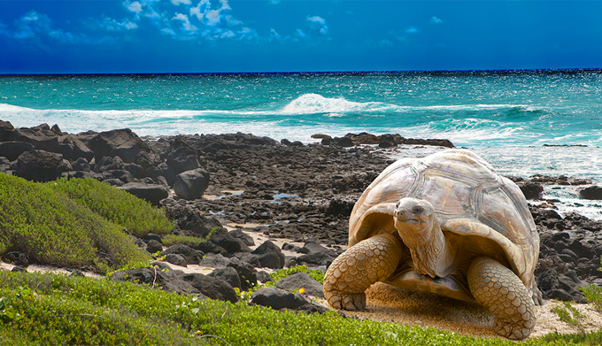 En vigor Plan de Limpieza Costera para conservar Galápagos(+video)