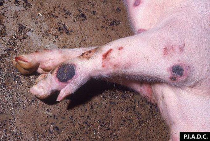 Prefectura japonesa sacrificará 15 mil cerdos por peste porcina(+vídeo) Prefectura japonesa sacrificará 15 mil cerdos por peste porcina(+vídeo)