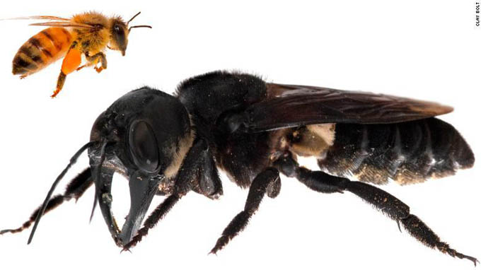 Reaparece abeja gigante que se daba por extinta(+vídeo) Reaparece abeja gigante que se daba por extinta(+vídeo)