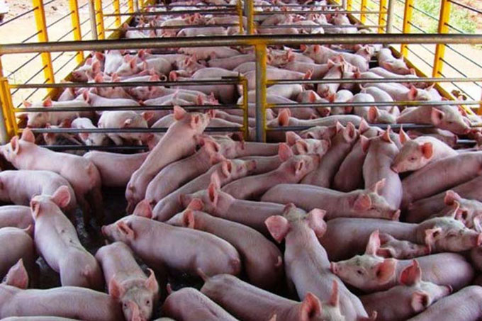 Potencia Cuba inversión extranjera para la producción de carne Potencia Cuba inversión extranjera para la producción de carne