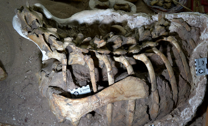Descubren en Argentina una especie antes desconocida de dinosaurio bípedo Descubren en Argentina una especie antes desconocida de dinosaurio bípedo