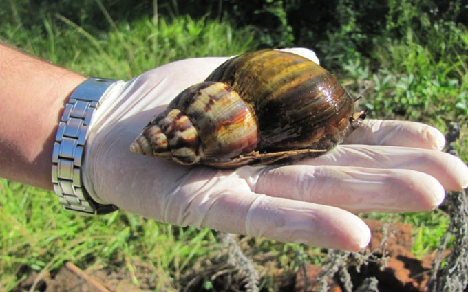 S.O.S. caracol Gigante Africano (+ video)