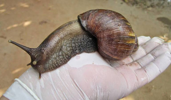 Granma sigue alerta ante la cercanía del Caracol Gigante Africano (+ video)