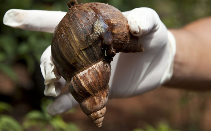 El Caracol gigante africano está en Granma (+ fotos)