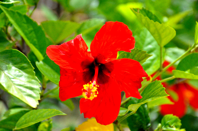 Parque Ecológico Rosa Elena Siméon: Donde se ama la naturaleza (+ fotos) Parque Ecológico Rosa Elena Siméon: Donde se ama la naturaleza (+ fotos)