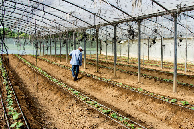 Llama dirigente cubano a ampliar producción de alimentos