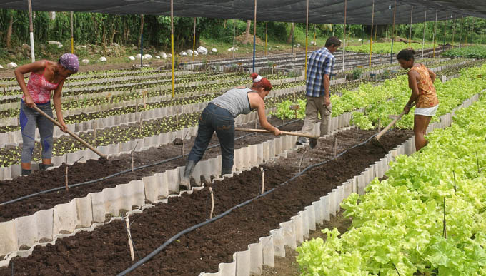 Realizarán cederistas trabajos voluntarios Realizarán cederistas trabajos voluntarios