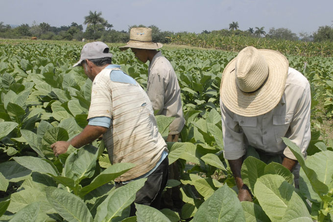 Urge crecimiento en producción tabacalera