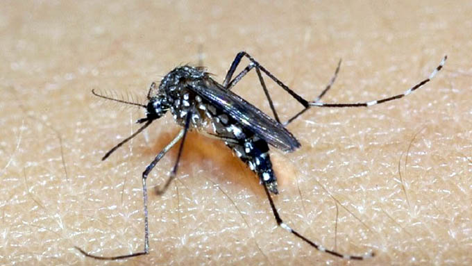 Combatir sin tregua al mosquito