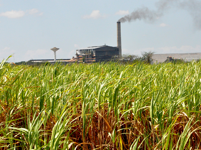Azucareros comprometidos a crecer en producción cañera Azucareros comprometidos a crecer en producción cañera