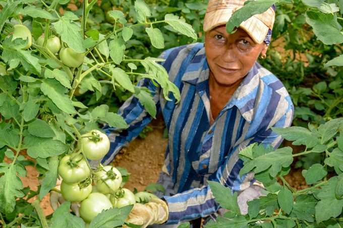 Exceden plan de siembra de tomate en Granma Exceden plan de siembra de tomate en Granma