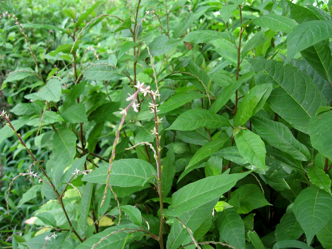 Avileños incluyen el anamú en el Programa de Plantas Medicinales